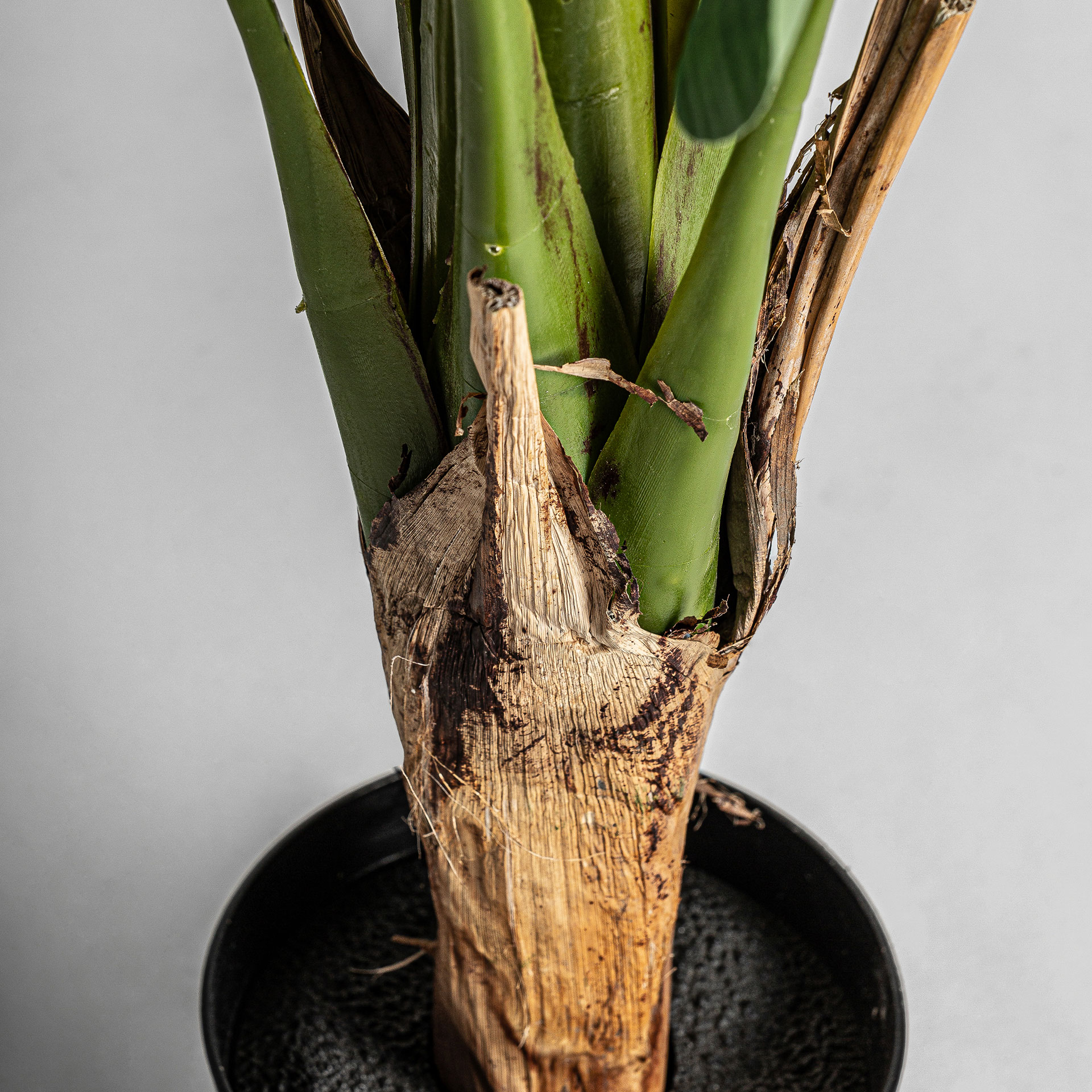 PLANTA BANANERA - Imagen 2