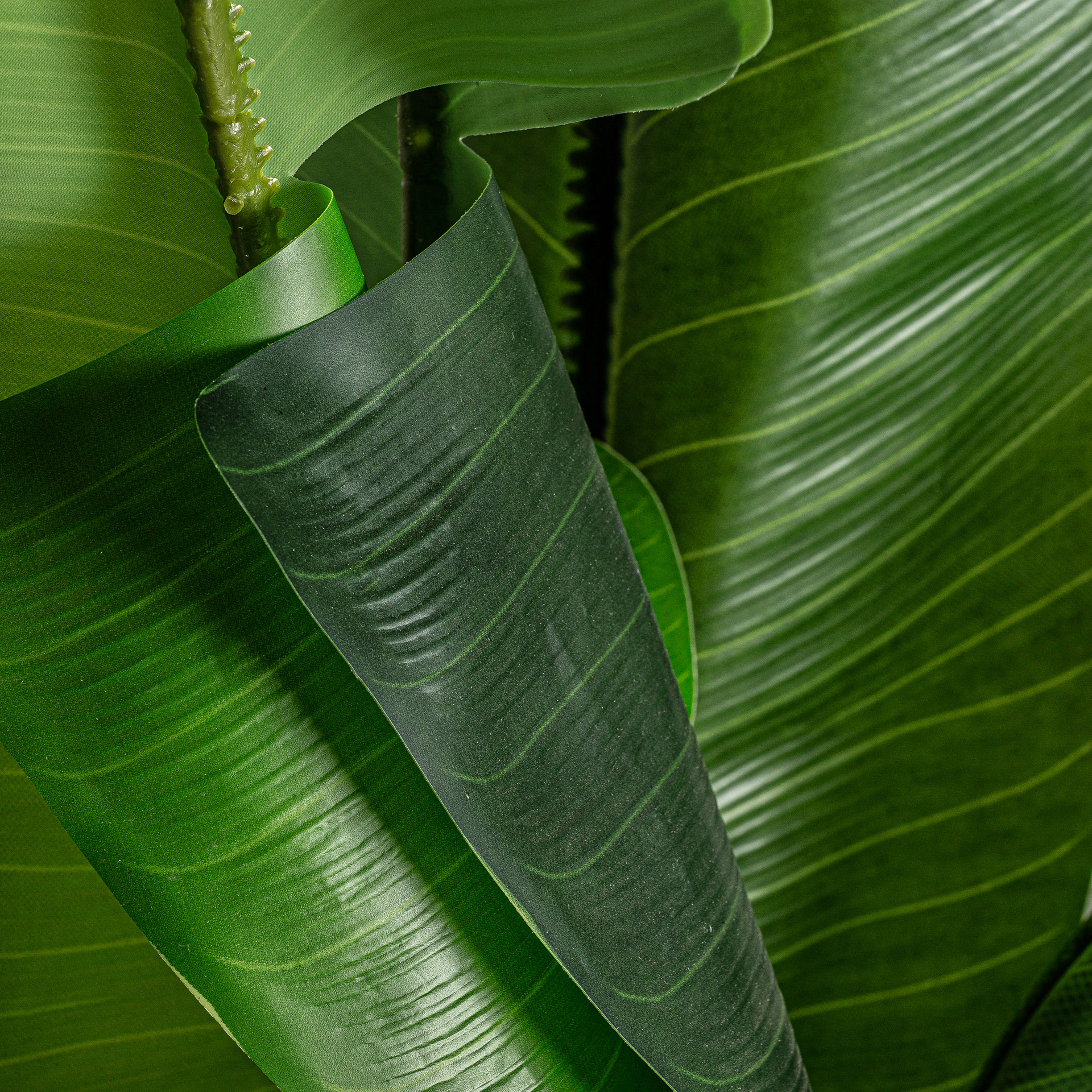 PLANTA BANANERA - Imagen 3