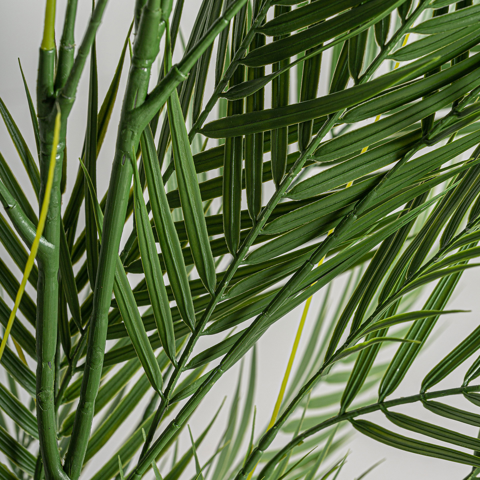 PLANTA HELECHO - Imagen 2