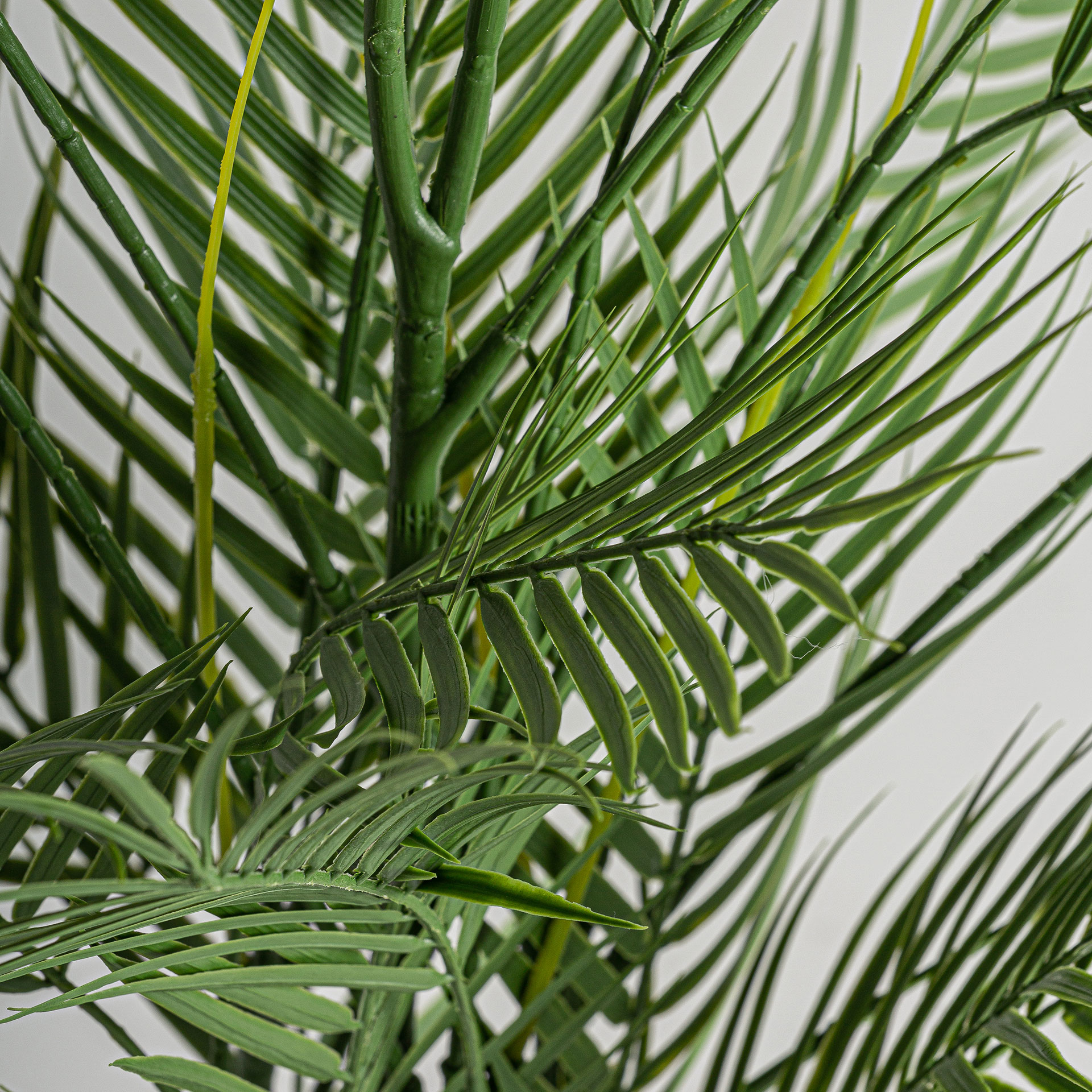 PLANTA HELECHO - Imagen 3