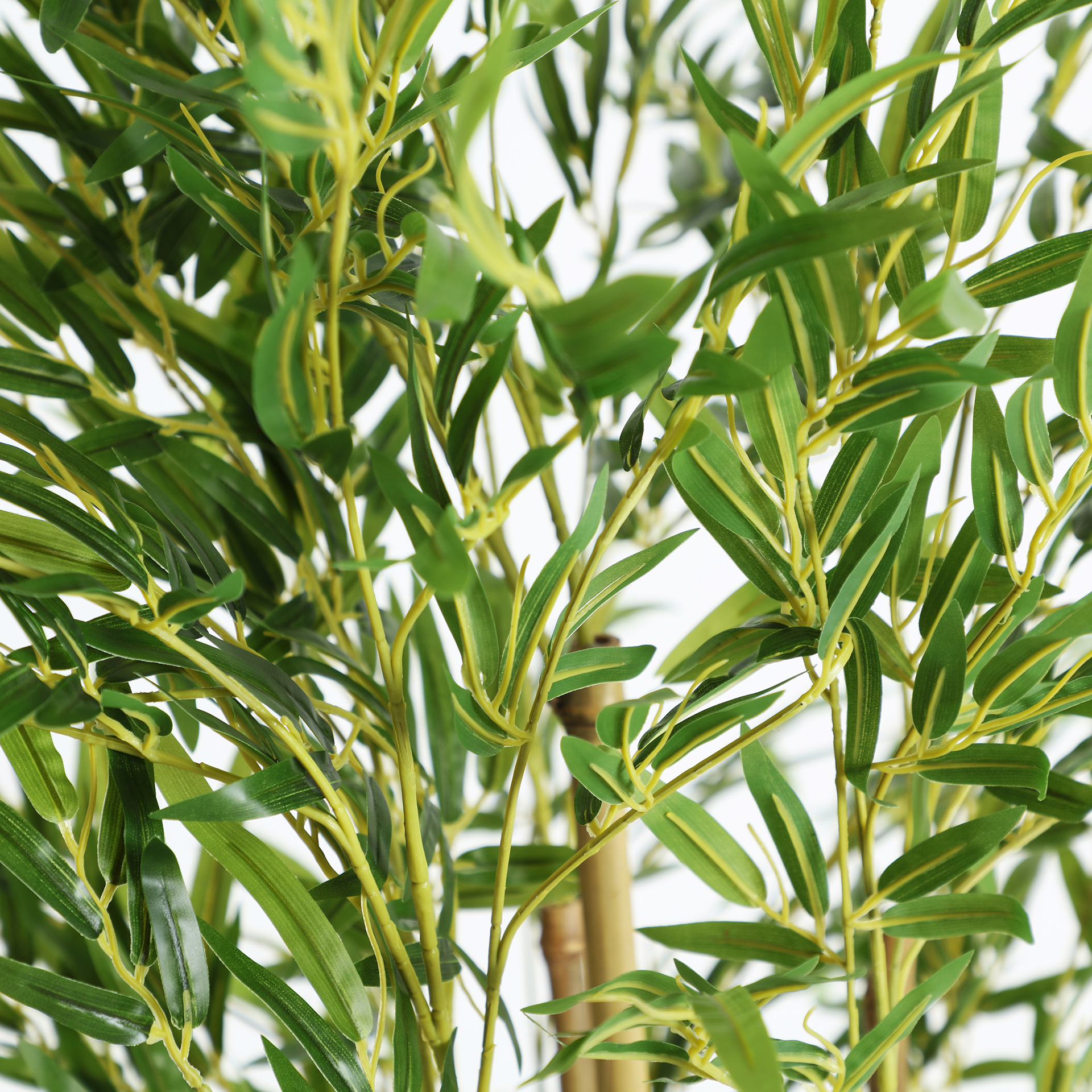 PLANTA BAMBÚ - Imagen 2