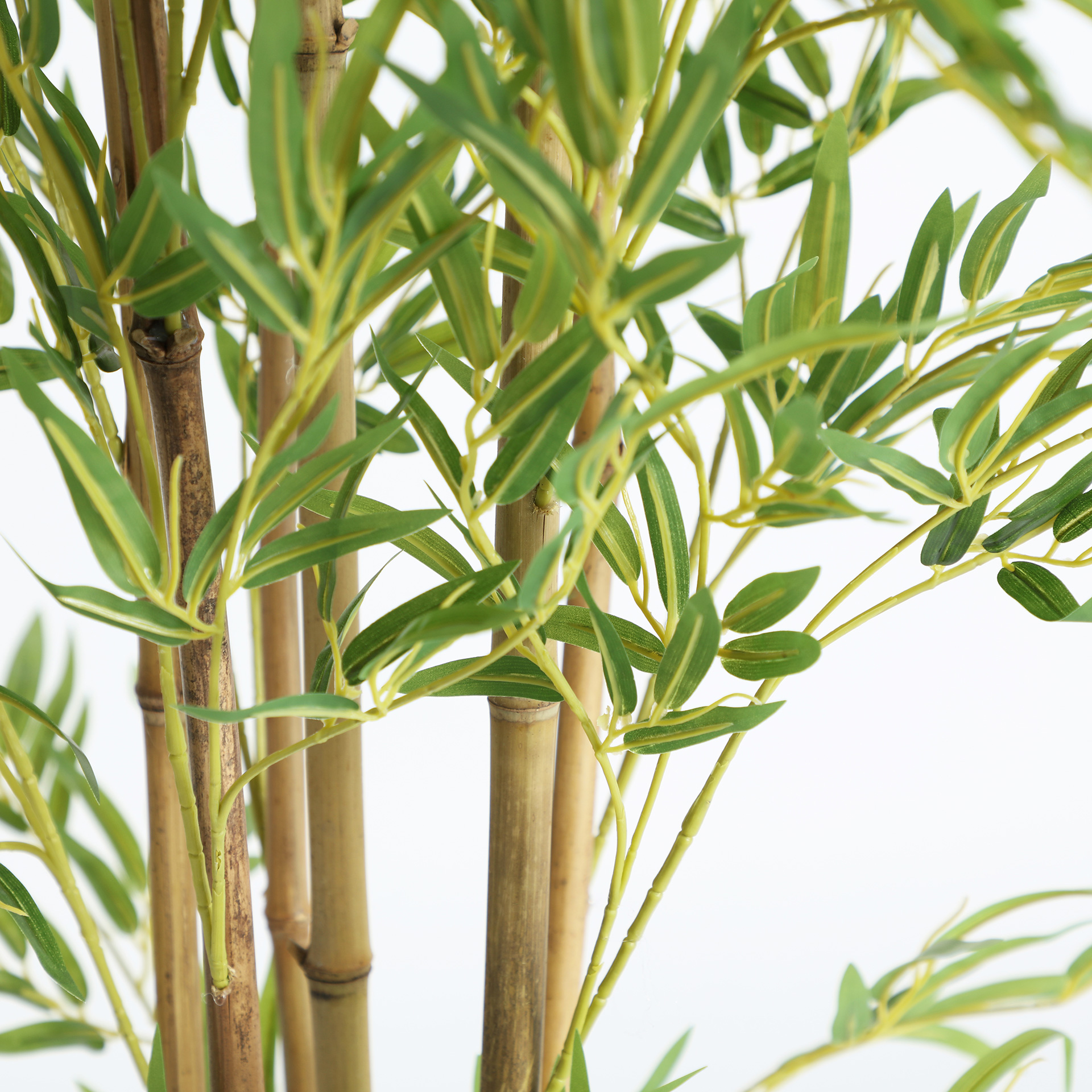 PLANTA BAMBÚ - Imagen 3