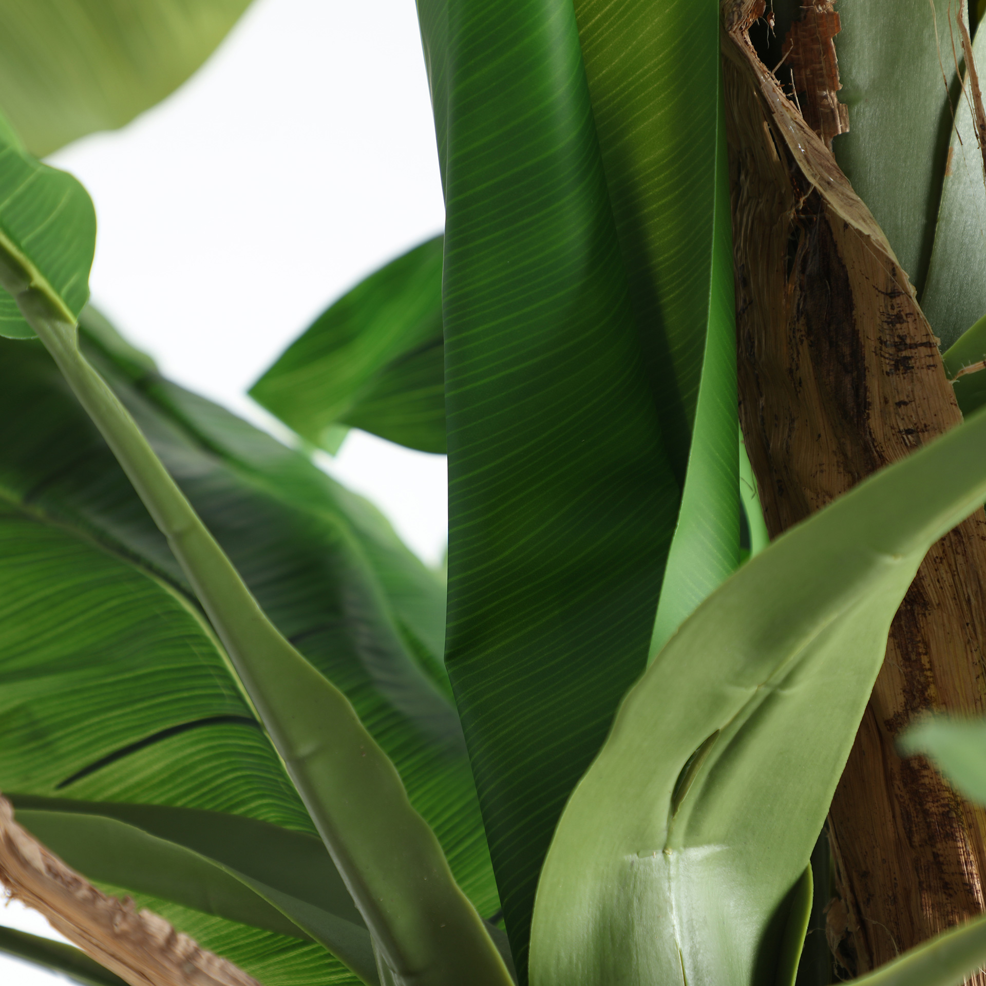 PLANTA BANANERA - Imagen 2