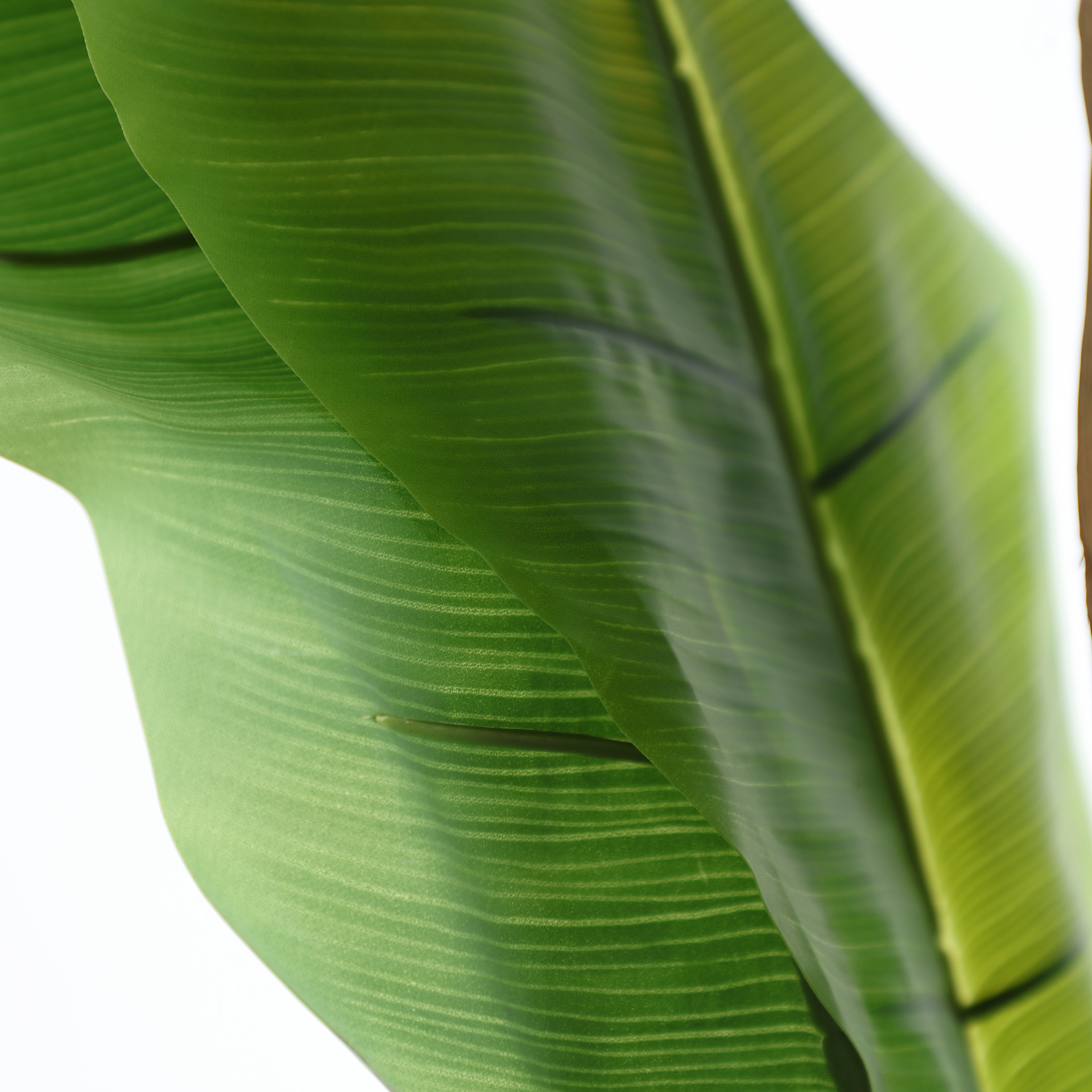 PLANTA BANANERA - Imagen 3