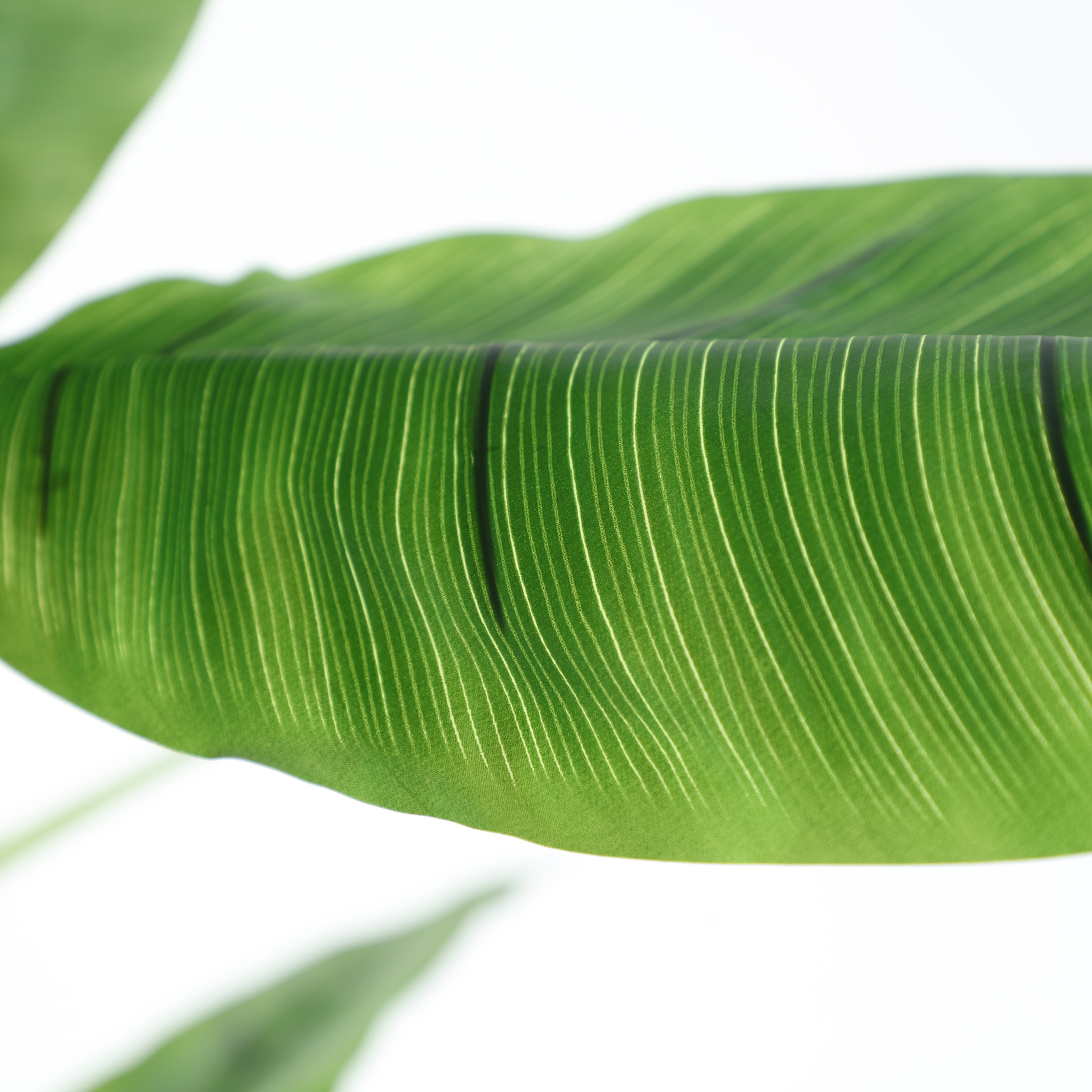 PLANTA BANANERA - Imagen 4