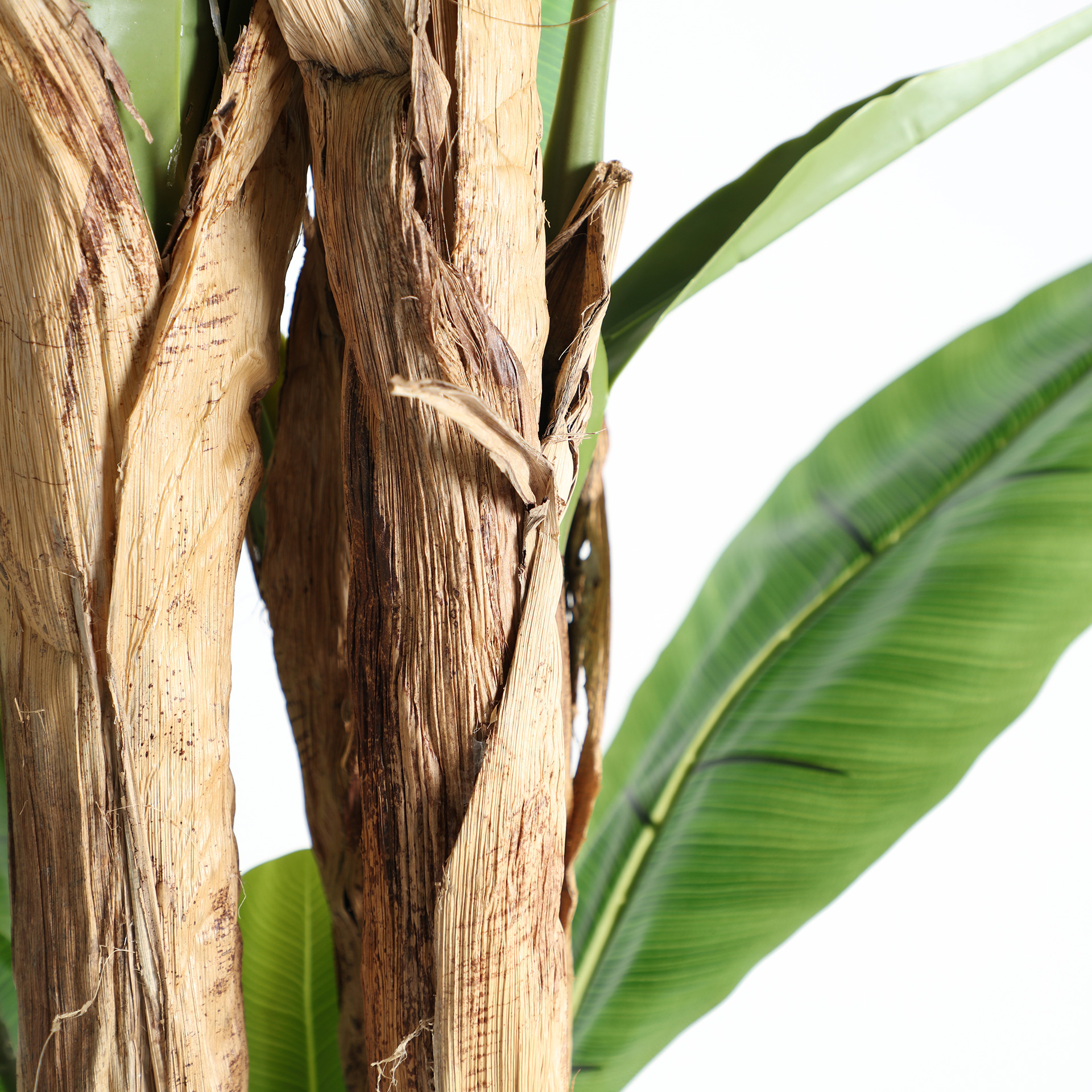 PLANTA BANANERA - Imagen 5