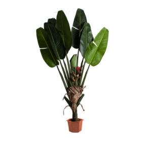 Plantas